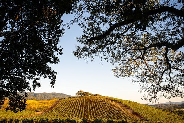 Sonoma County landscape — photography by Jaime Viera