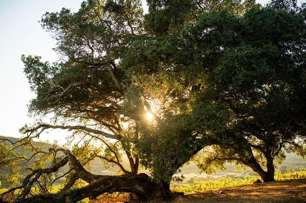 Sonoma County landscape — photography by Jaime Viera