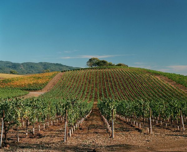 Sonoma County landscape — photography by Jaime Viera