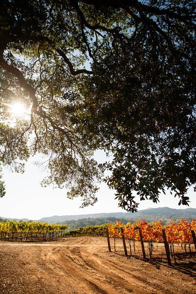 Sonoma County landscape — photography by Jaime Viera