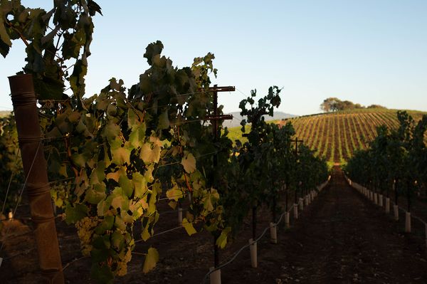 Sonoma County landscape — photography by Jaime Viera