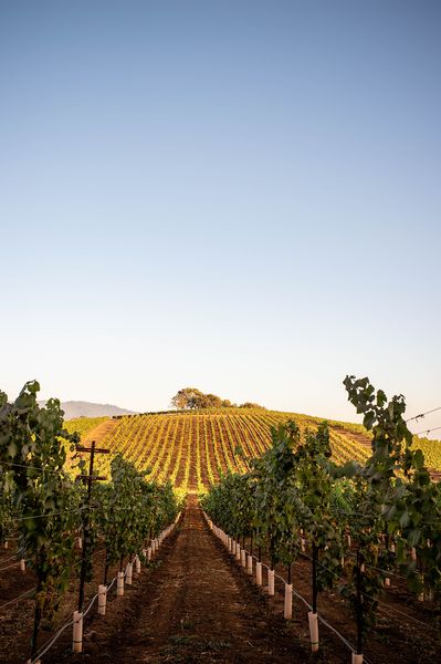 Sonoma County landscape — photography by Jaime Viera