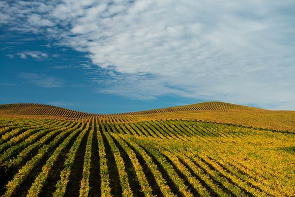 Sonoma County landscape — photography by Jaime Viera
