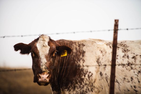 Sonoma County landscape — photography by Jaime Viera