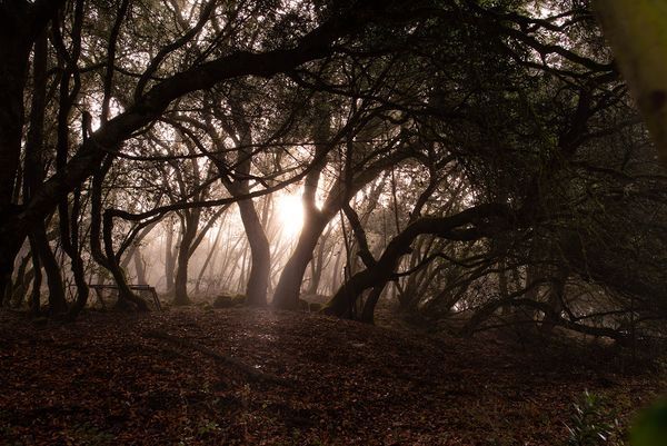 Sonoma County landscape — photography by Jaime Viera