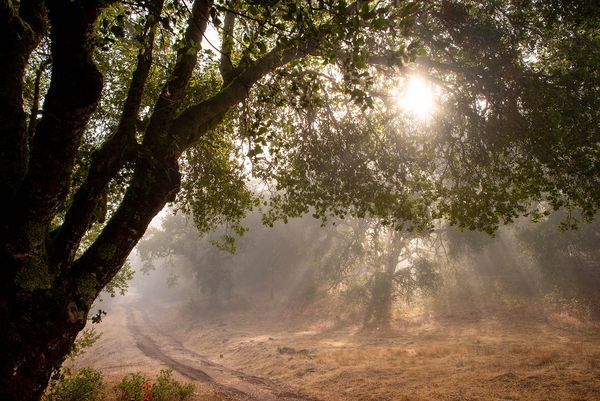 Sonoma County landscape — photography by Jaime Viera