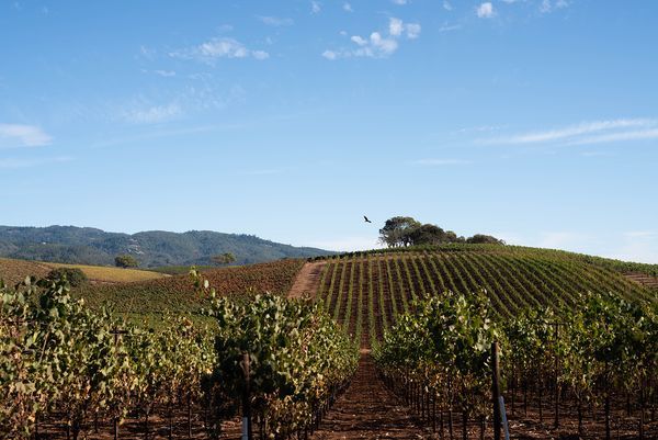 Sonoma County landscape — photography by Jaime Viera