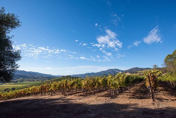 Sonoma County landscape — photography by Jaime Viera