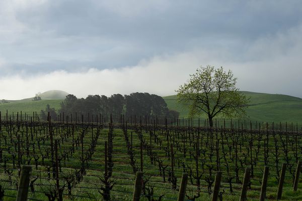 Sonoma County landscape — photography by Jaime Viera