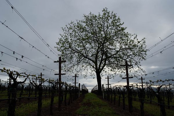 Sonoma County landscape — photography by Jaime Viera