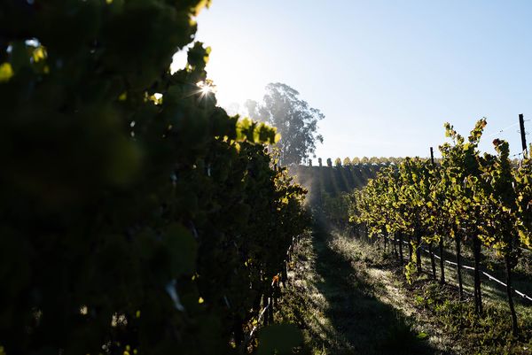 Sonoma County landscape — photography by Jaime Viera