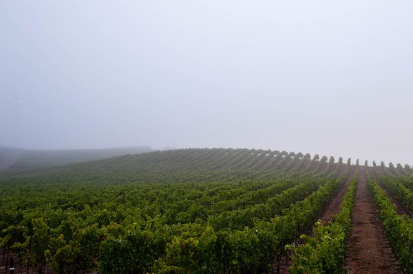 Sonoma County landscape — photography by Jaime Viera