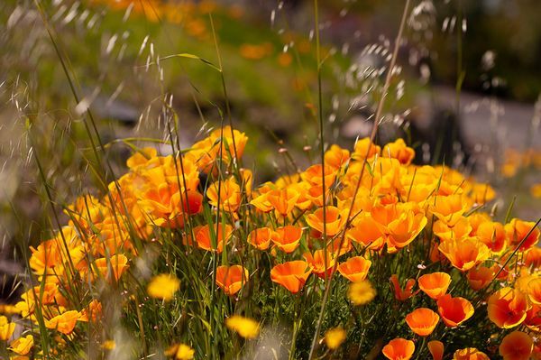 Sonoma County landscape — photography by Jaime Viera