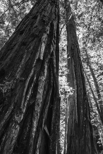 Timber Cove & Sonoma Coast project photo 12 — Sonoma Residential Services