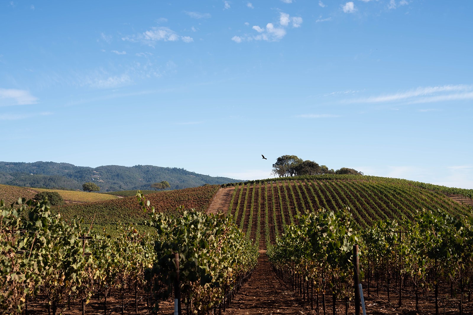 Sonoma area home